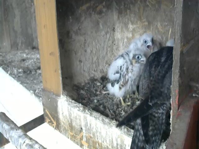 birdcam_28-4-2021-7-11.jpg