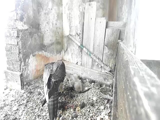 birdcam_28-4-2021-8-4.jpg