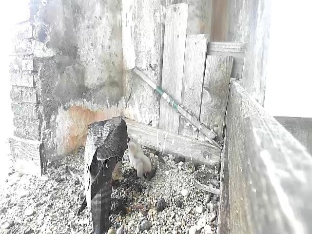 birdcam_28-4-2021-8-5.jpg