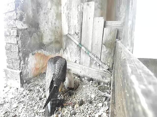 birdcam_28-4-2021-8-13 (1).jpg