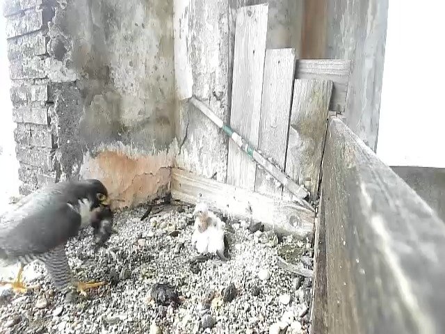 birdcam_28-4-2021-8-21.jpg