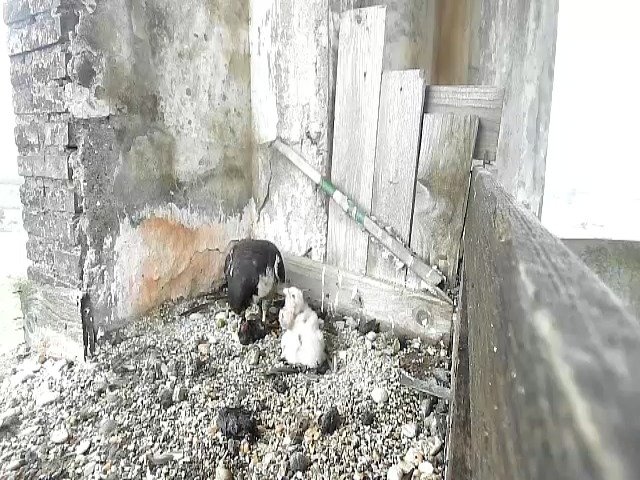 birdcam_28-4-2021-8-26.jpg