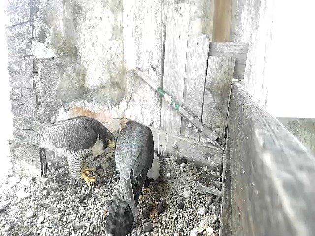 birdcam_28-4-2021-8-32.jpg