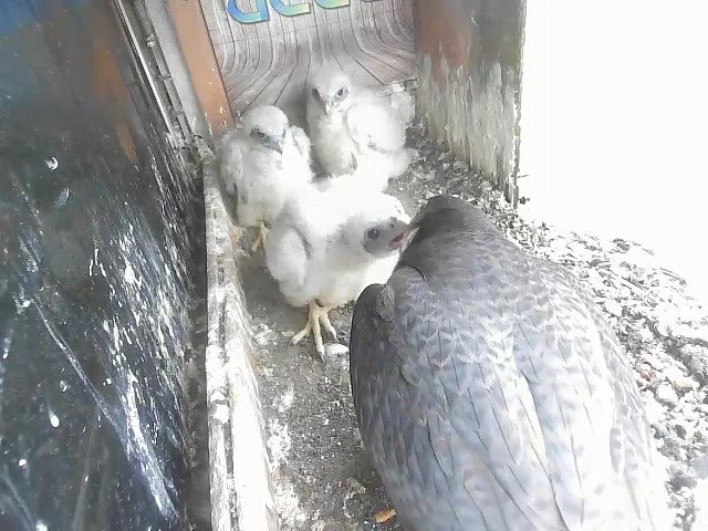 birdcam_28-4-2021-10-52 (1).jpg