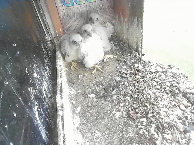 birdcam_28-4-2021-10-52.jpg