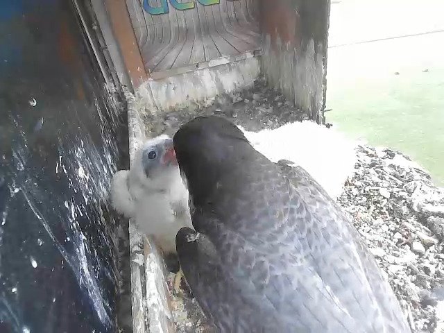 birdcam_28-4-2021-10-57.jpg