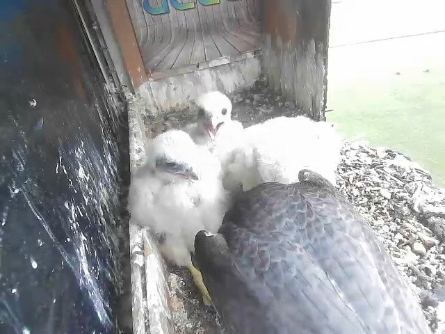 birdcam_28-4-2021-10-58.jpg