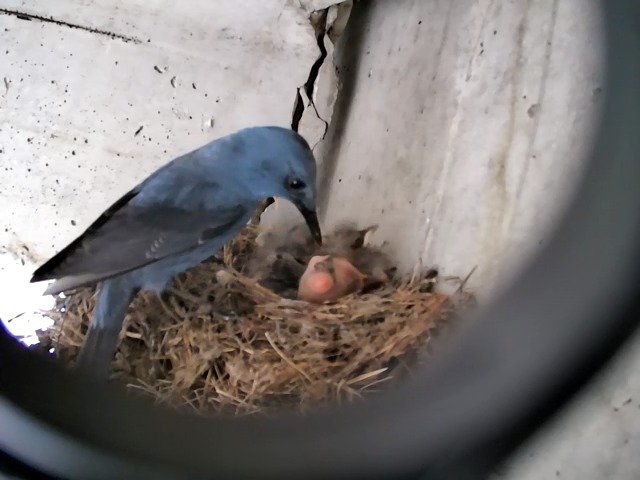 birdcam_28-4-2021-13-26 (3).jpg