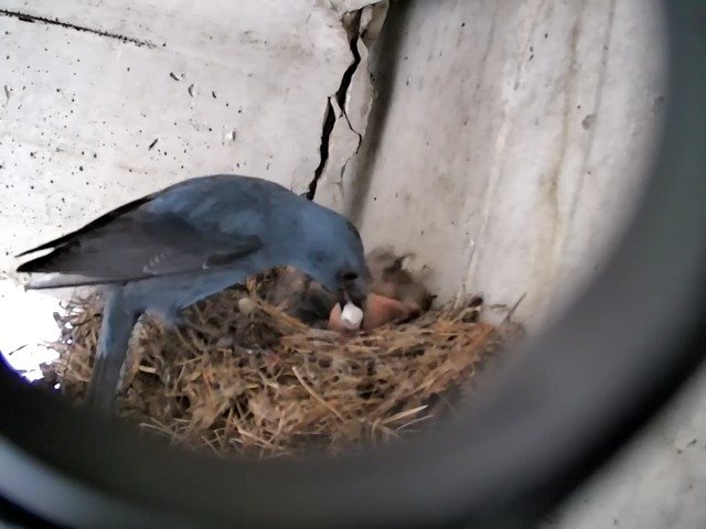 birdcam_28-4-2021-13-26 (4).jpg