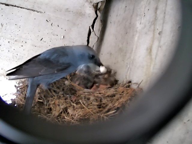 birdcam_28-4-2021-13-26 (5).jpg