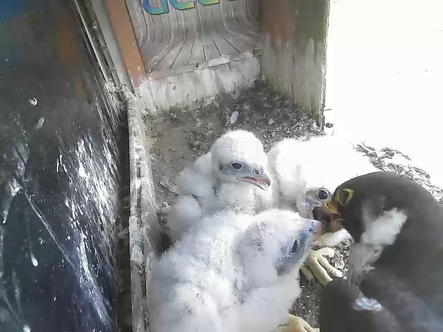 birdcam_28-4-2021-13-54.jpg