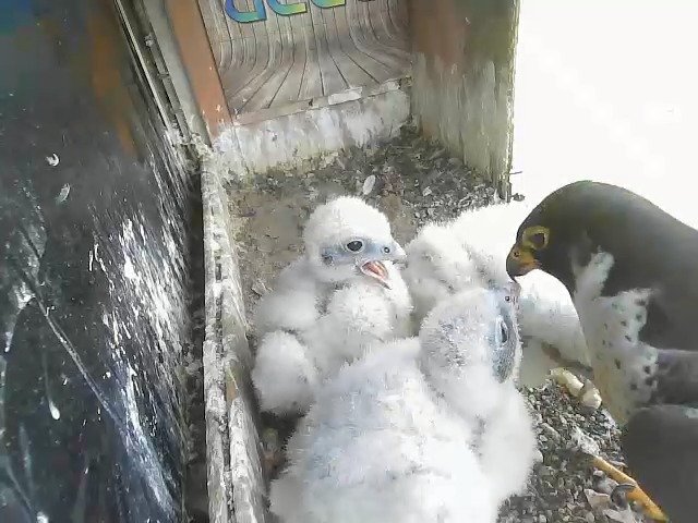 birdcam_28-4-2021-13-55 (1).jpg