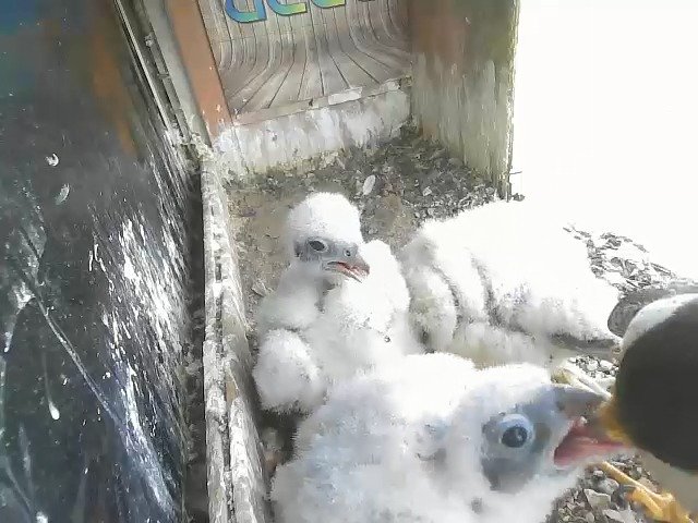 birdcam_28-4-2021-13-55.jpg