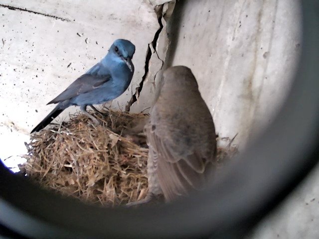 birdcam_28-4-2021-14-13 (1).jpg