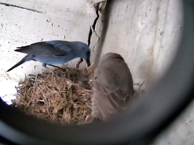 birdcam_28-4-2021-14-13.jpg