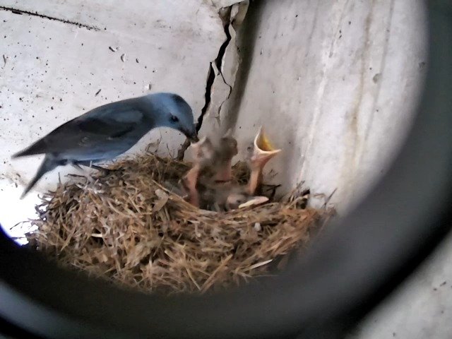 birdcam_28-4-2021-16-10.jpg