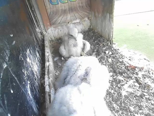 birdcam_28-4-2021-16-27.jpg