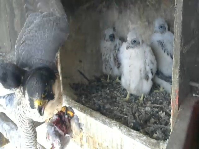 birdcam_28-4-2021-16-31 (1).jpg