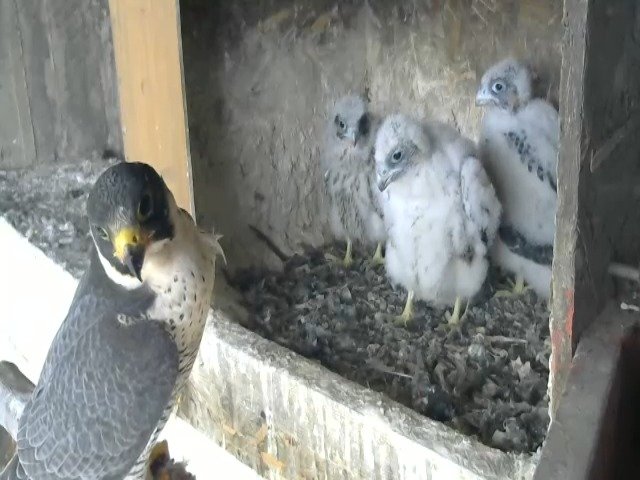 birdcam_28-4-2021-16-31.jpg