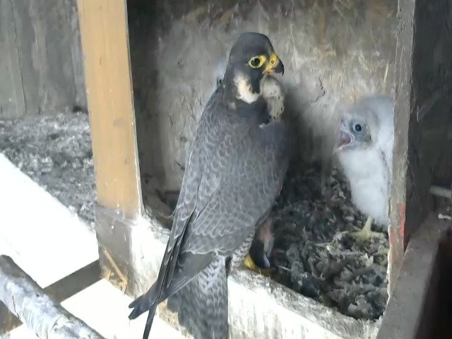 birdcam_28-4-2021-16-36.jpg