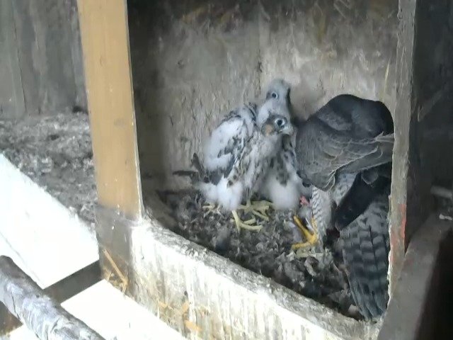 birdcam_28-4-2021-16-51.jpg