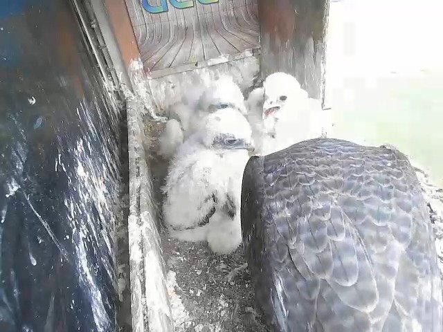 birdcam_29-4-2021-7-41 (1).jpg