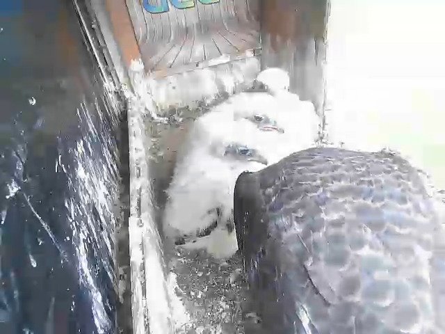 birdcam_29-4-2021-7-41.jpg