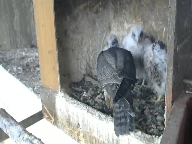 birdcam_29-4-2021-7-53.jpg