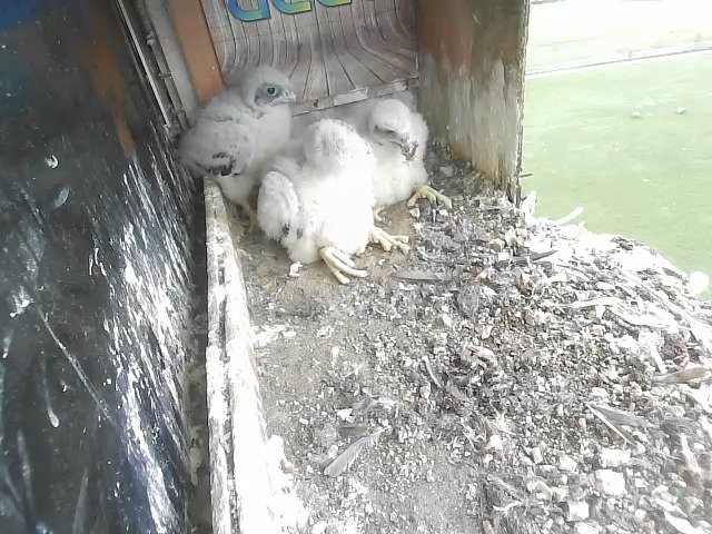 birdcam_29-4-2021-9-1.jpg