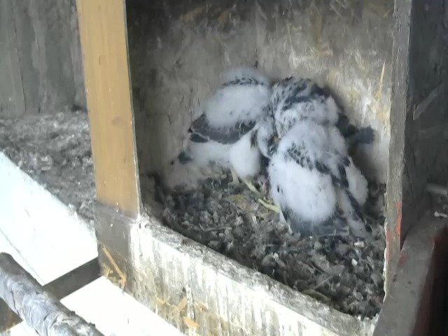 birdcam_29-4-2021-9-43.jpg