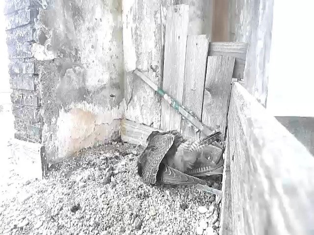 birdcam_29-4-2021-10-9.jpg