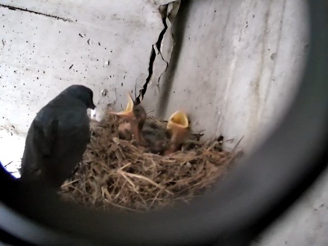 birdcam_29-4-2021-12-10 (1).jpg