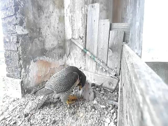 birdcam_29-4-2021-14-52 (1).jpg