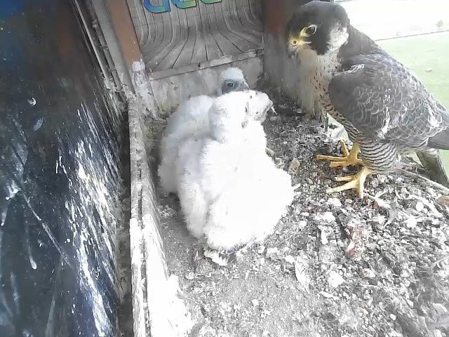 birdcam_29-4-2021-14-57.jpg