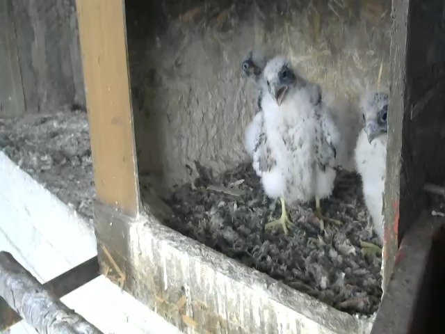 birdcam_29-4-2021-15-31 (1).jpg