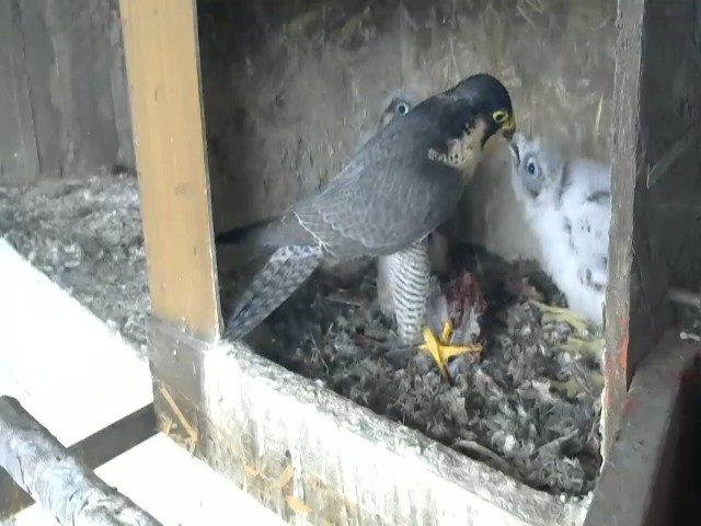 birdcam_29-4-2021-15-40.jpg