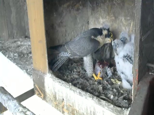 birdcam_29-4-2021-15-40 (1).jpg