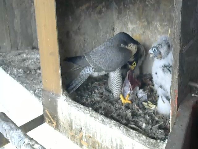 birdcam_29-4-2021-15-40.jpg