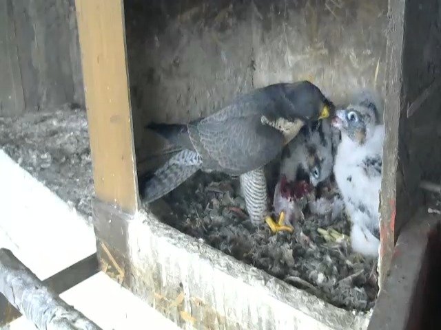 birdcam_29-4-2021-15-43 (2).jpg