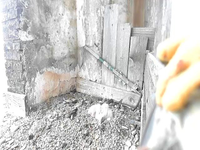 birdcam_29-4-2021-15-54.jpg