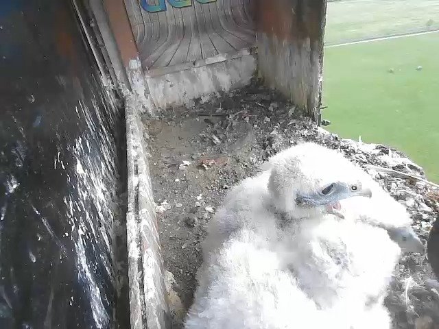 birdcam_29-4-2021-18-48.jpg