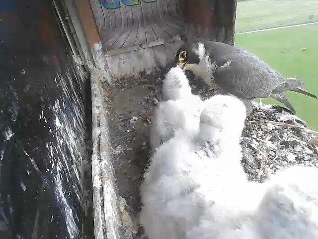 birdcam_29-4-2021-18-51 (1).jpg