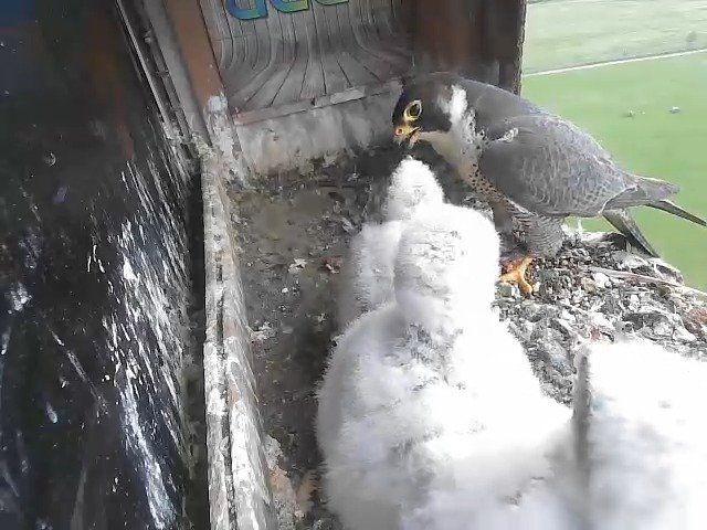 birdcam_29-4-2021-18-51.jpg