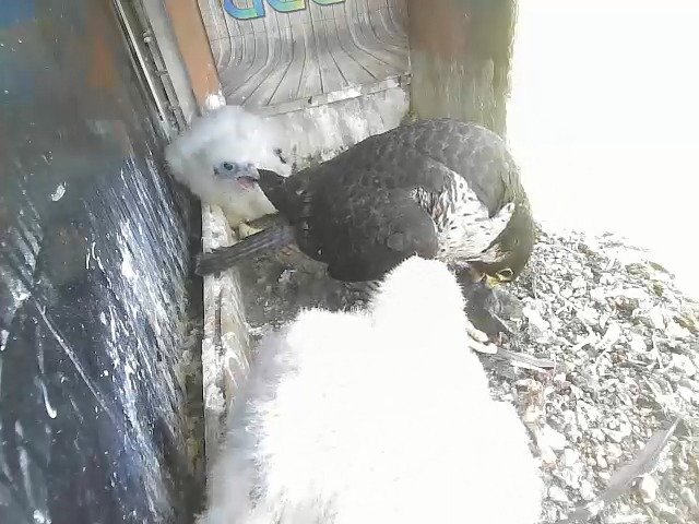 birdcam_30-4-2021-10-23 (4).jpg