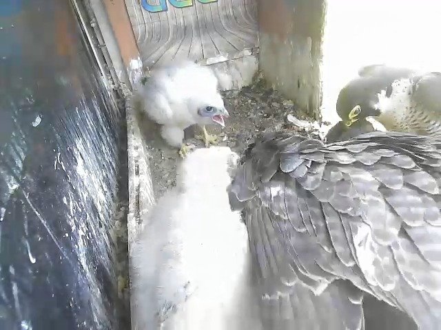 birdcam_30-4-2021-10-23.jpg