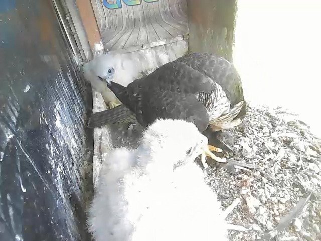 birdcam_30-4-2021-10-23 (2).jpg