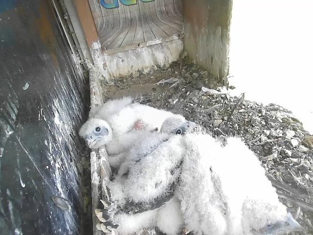 birdcam_30-4-2021-10-48.jpg