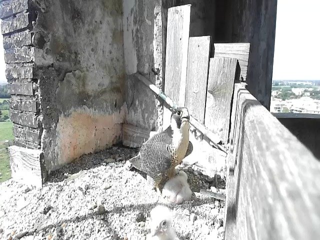 birdcam_30-4-2021-10-54.jpg