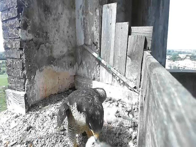 birdcam_30-4-2021-10-57.jpg