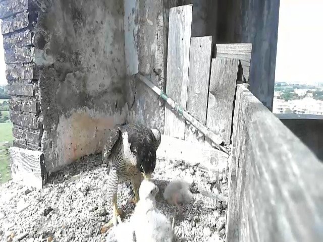 birdcam_30-4-2021-10-57 (3).jpg